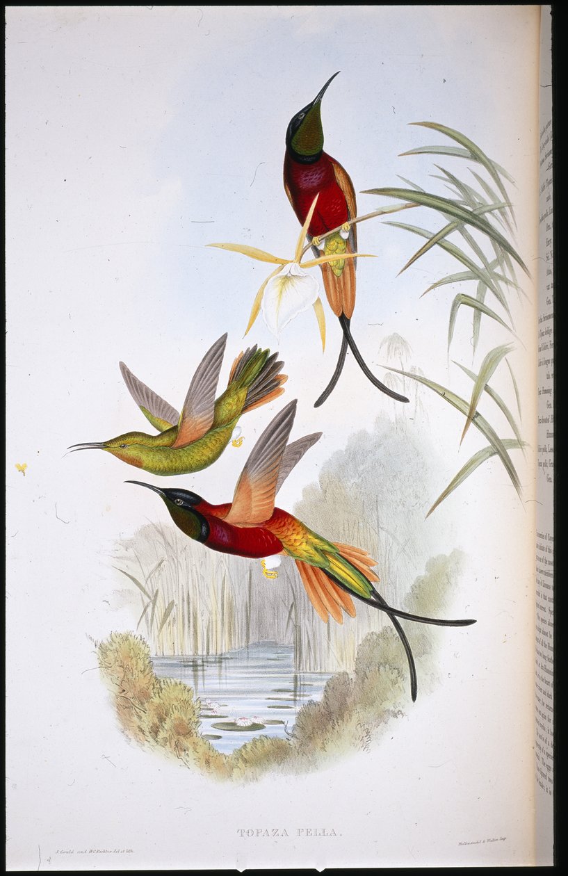 Crimson Topaz (Topaza Pella) (ručně barvené lito) od John (after) Gould