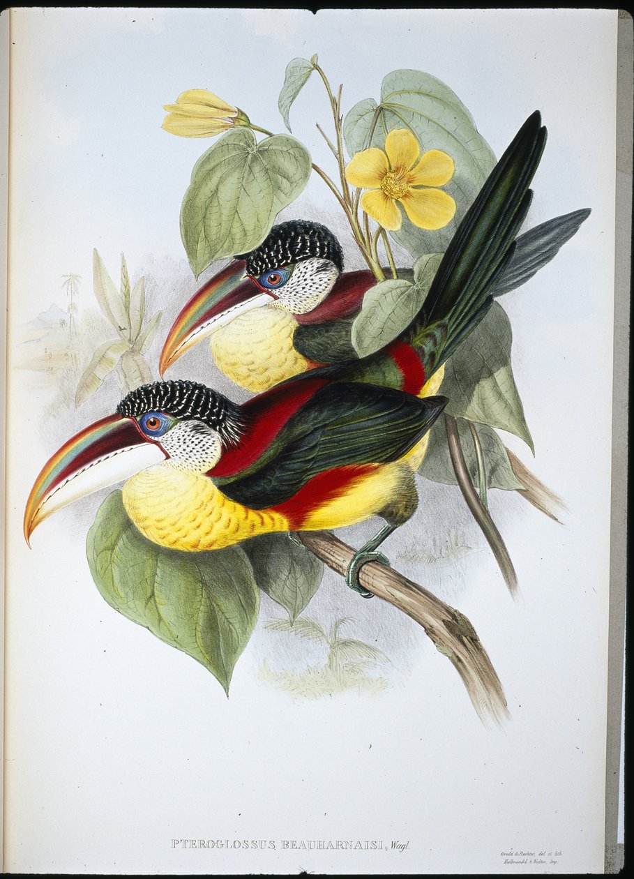 Aracari chocholatý (Pteroglossus Beauharnaisi) (ručně barvené lito) od John (after) Gould