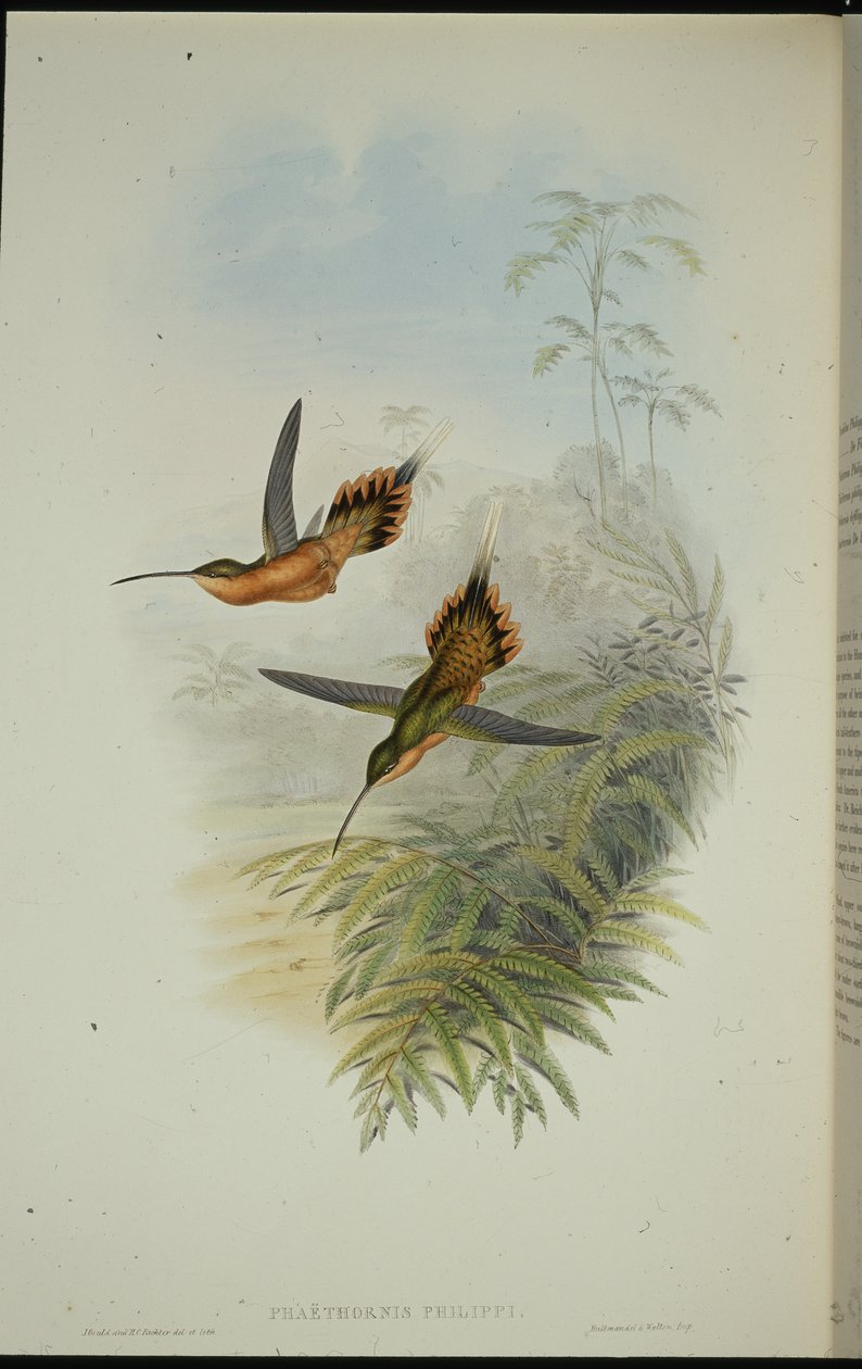 De Fillipiho poustevník (Phaethornis Philippi) (ručně kolorované lito) od John (after) Gould