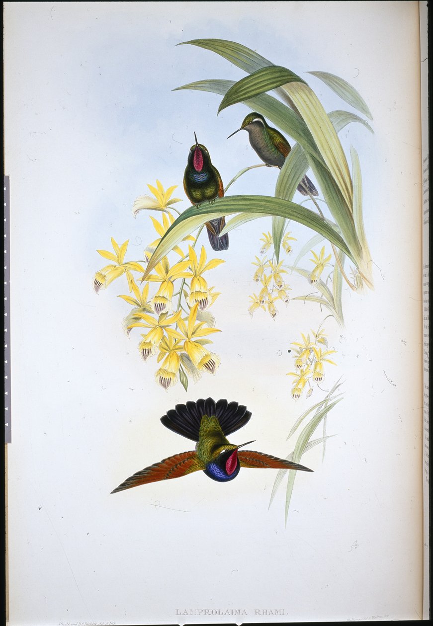 Dr. Rahmass Grant (Lamberlama děloha) (Handselard Leith) od John (after) Gould