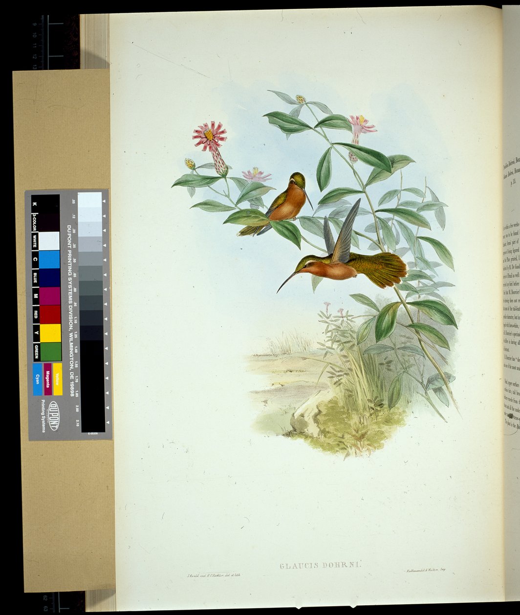 Dohrnův poustevník (glaucus Dohrni) (ručně barvené lito) od John (after) Gould