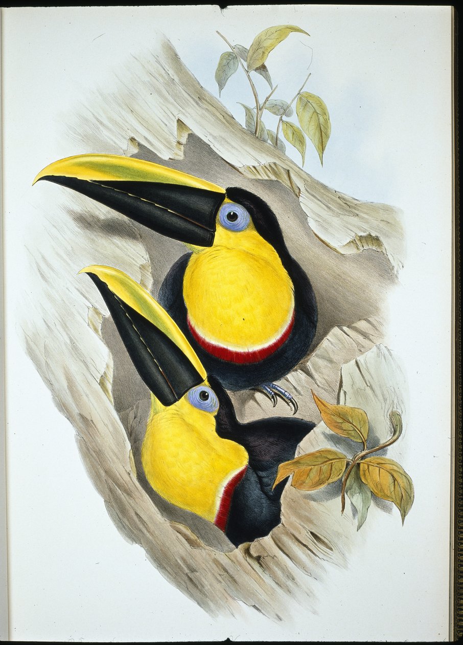 Tukan pochybný (Ramphastos Ambiguus) (ručně barvené lito) od John (after) Gould