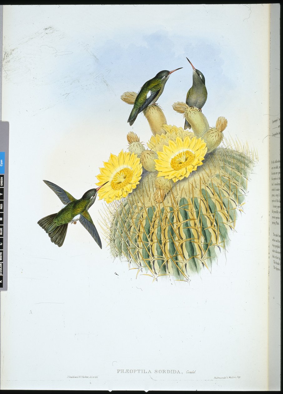 Dusky kolibřík (Phaeoptila Sordida) (ručně kolorovaný litho) od John (after) Gould