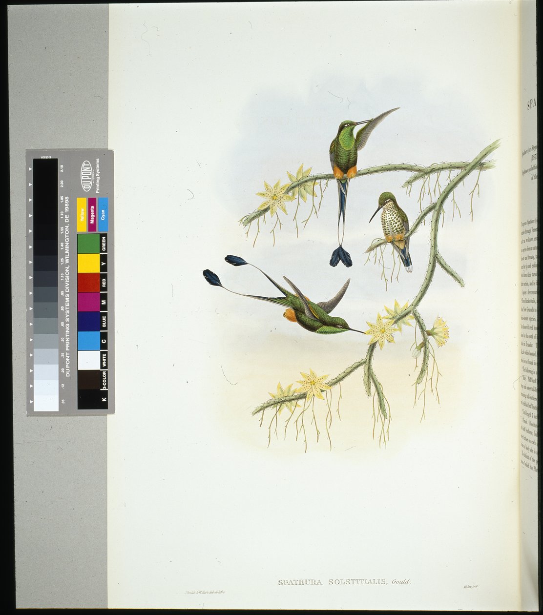 Ekvádorský Raket-tail (spathura solstitialis) (ručně barvený litho) od John (after) Gould