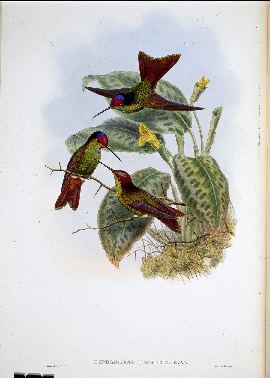 Ekvádorská duha (Diphagane Hesperus) (ručně barvené lito) od John (after) Gould