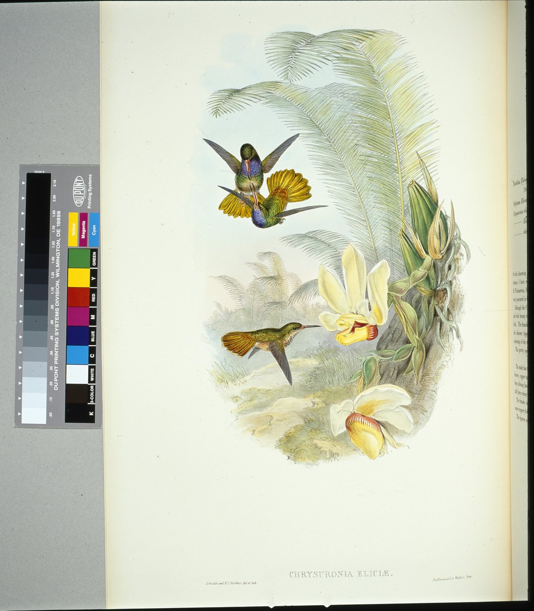 Eliciin zlatý ocas (chrysuronia eliciae) (ručně barvené lito) od John (after) Gould
