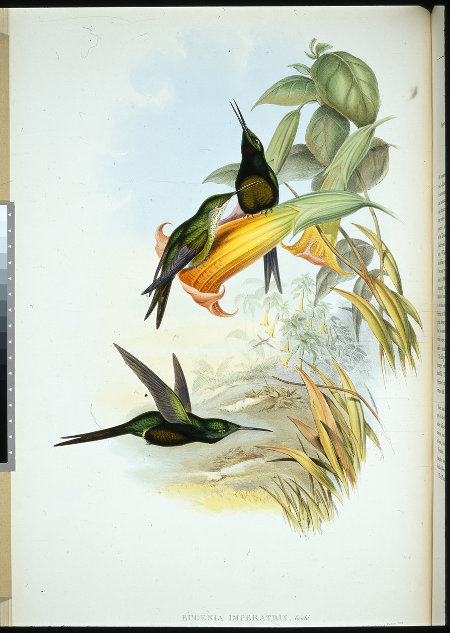 Kolibřík císařovny (Eugenia Imperatrix) (ručně kolorovaný litho) od John (after) Gould