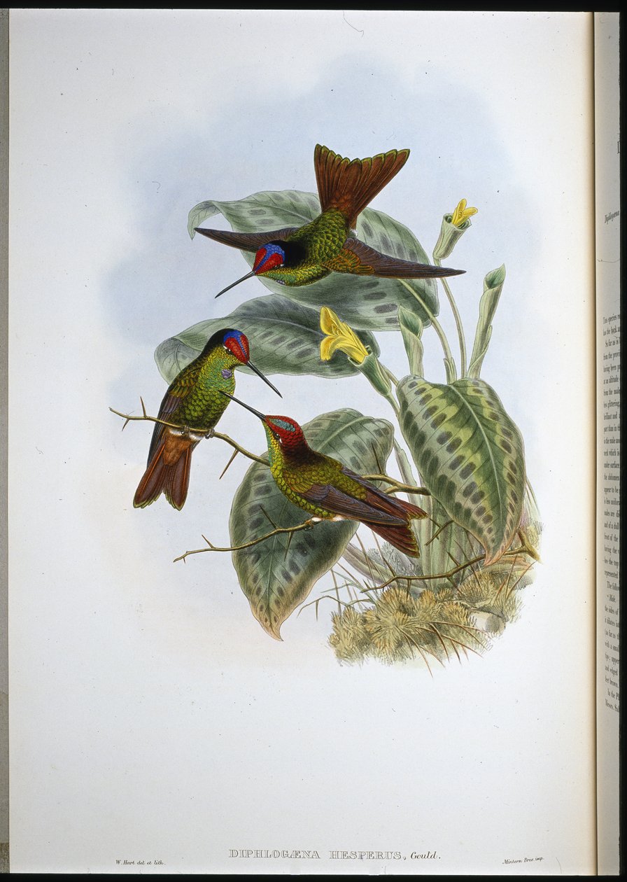 Equadorean Rainbow (Diphlogaena Hesperus) (ručně barvené lito) od John (after) Gould