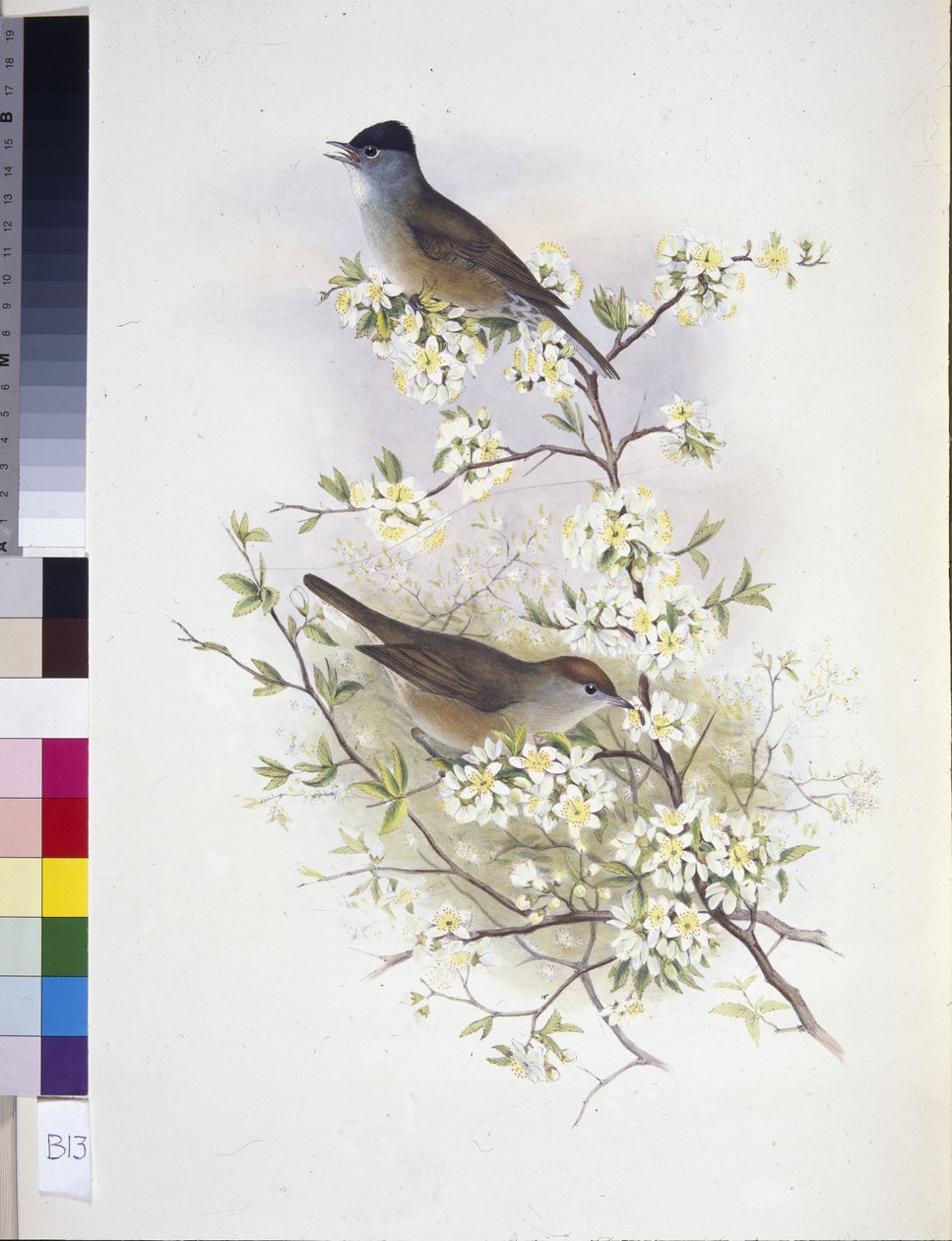 Černohlavec evropský (Sylvia atricapilla) (ručně barvené lito) od John (after) Gould