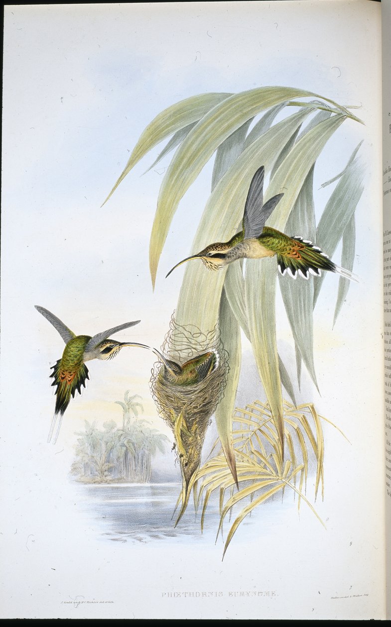 Eurynome Hermit (Phaethornis Eurynome) (ručně barvené lito) od John (after) Gould