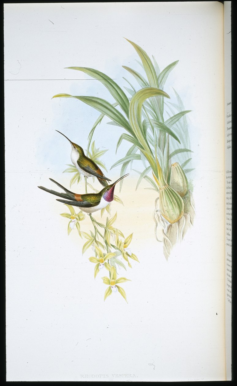 Kolibřík večerní (Rhodopis Vespera) (ručně kolorovaný litho) od John (after) Gould