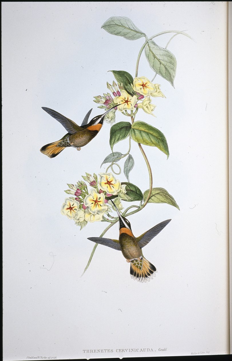 Kolibřík kolouchý (Threnetes Cervinicauda) (ručně barvený litho) od John (after) Gould