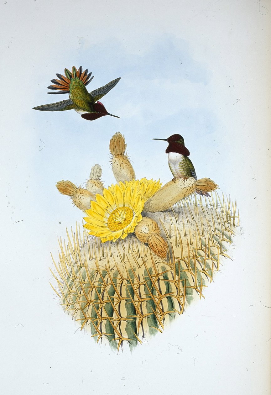 Plameňák Floresiho (Selasphorus floresii) (ručně kolorovaná litografie) od John (after) Gould