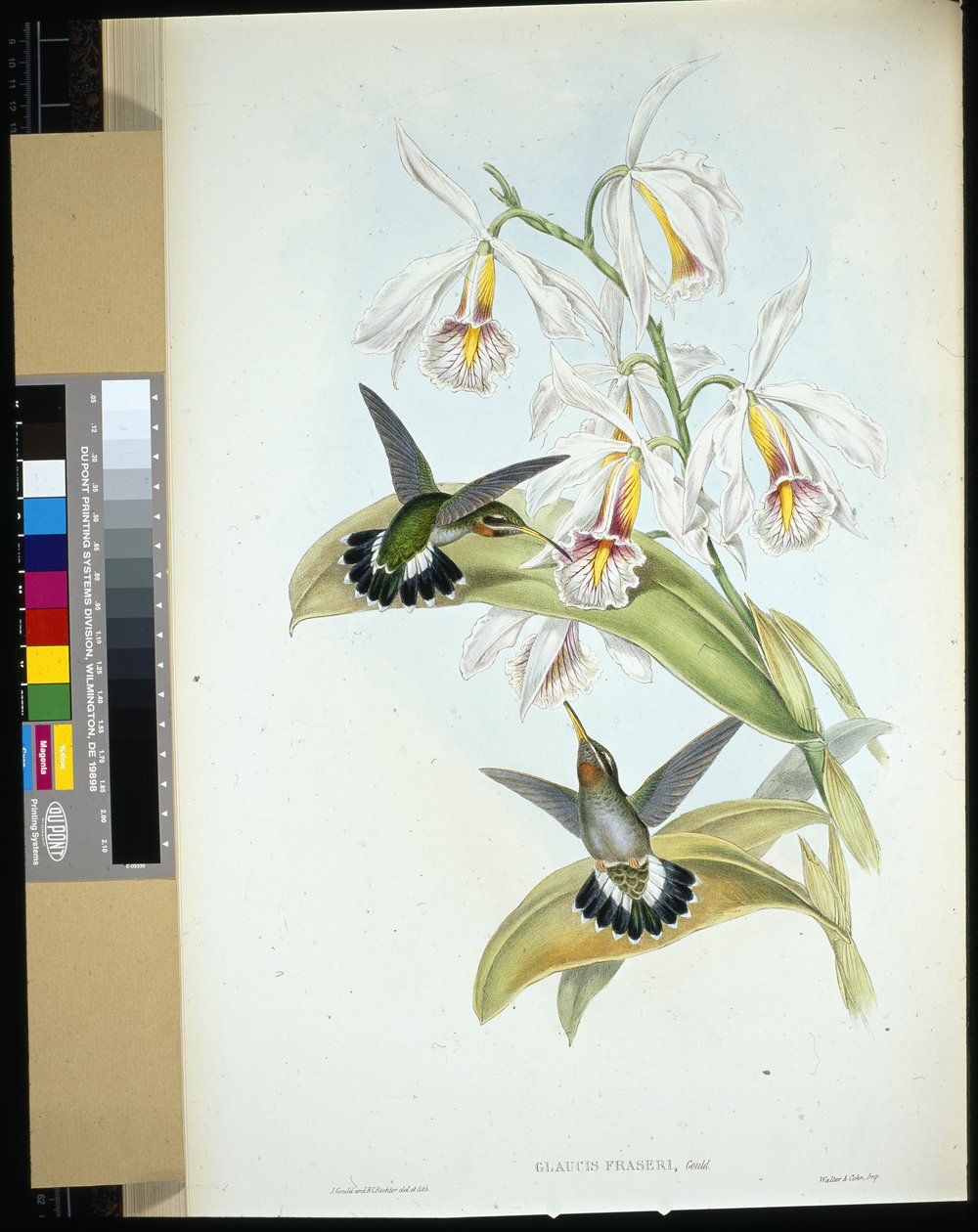 Fraserův poustevník (Glaucis Fraseri) (ručně kolorované lito) od John (after) Gould