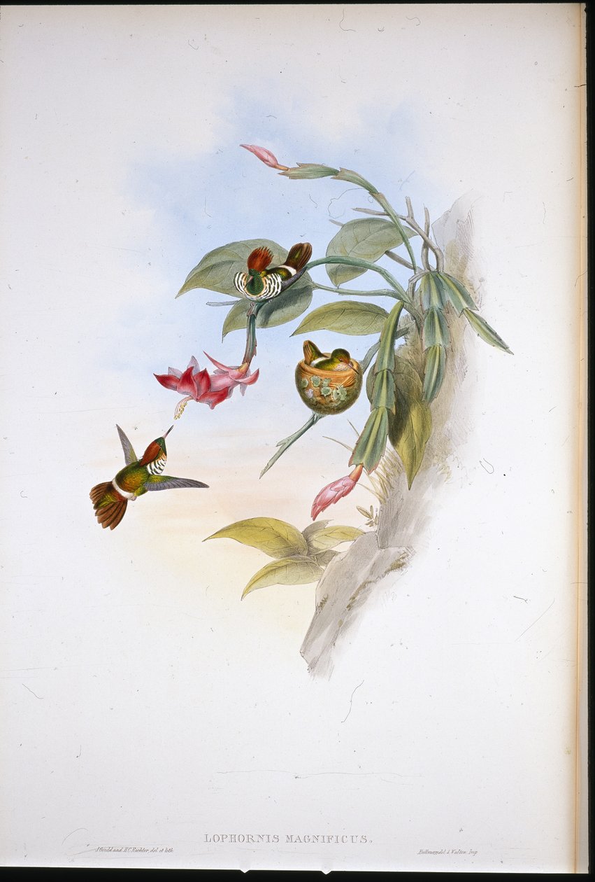 Koketa nabíraná (Lophornis Magnificus) od John (after) Gould
