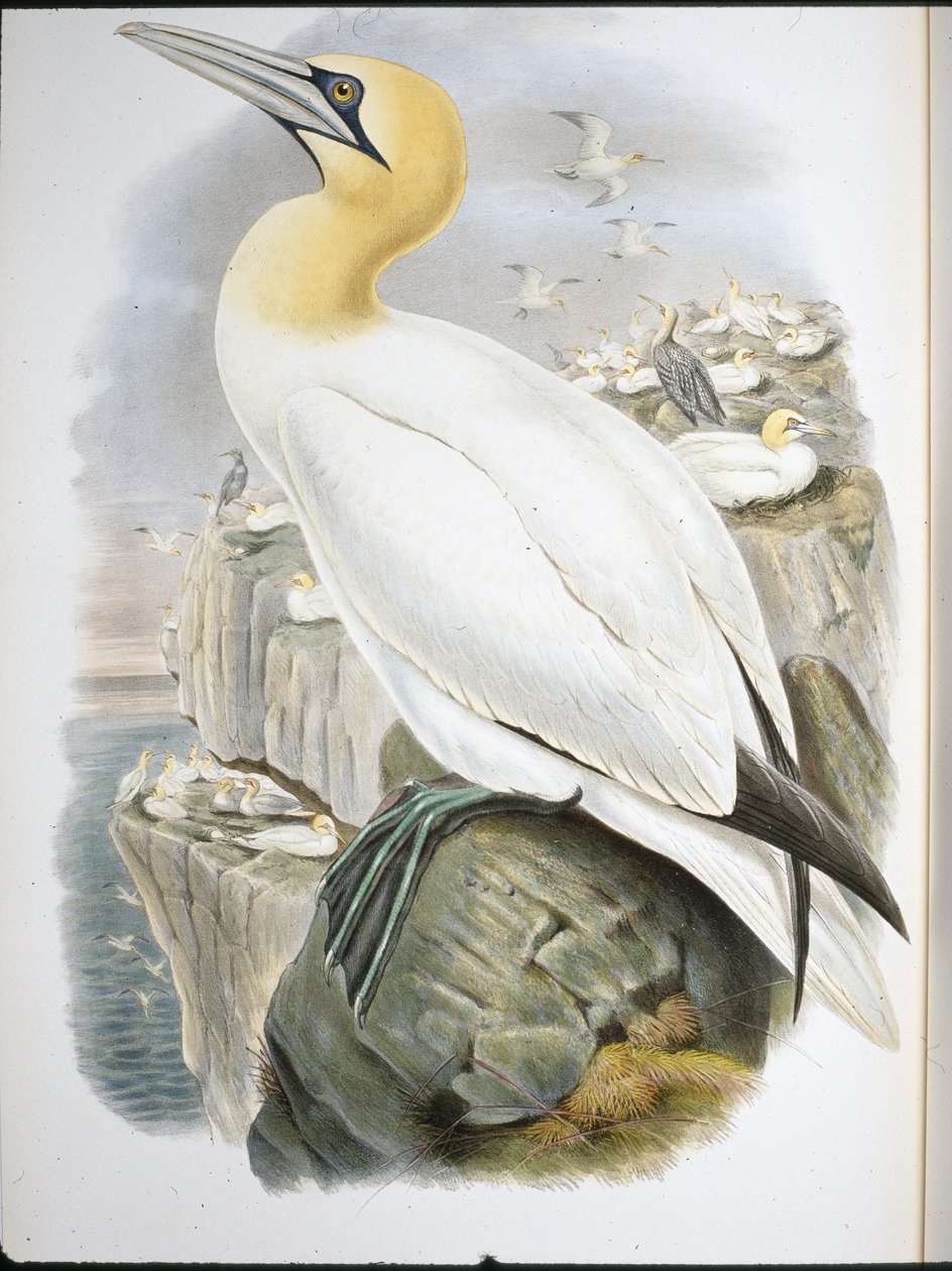 Ganet (Sula Bassana) (ručně barvené lito) od John (after) Gould