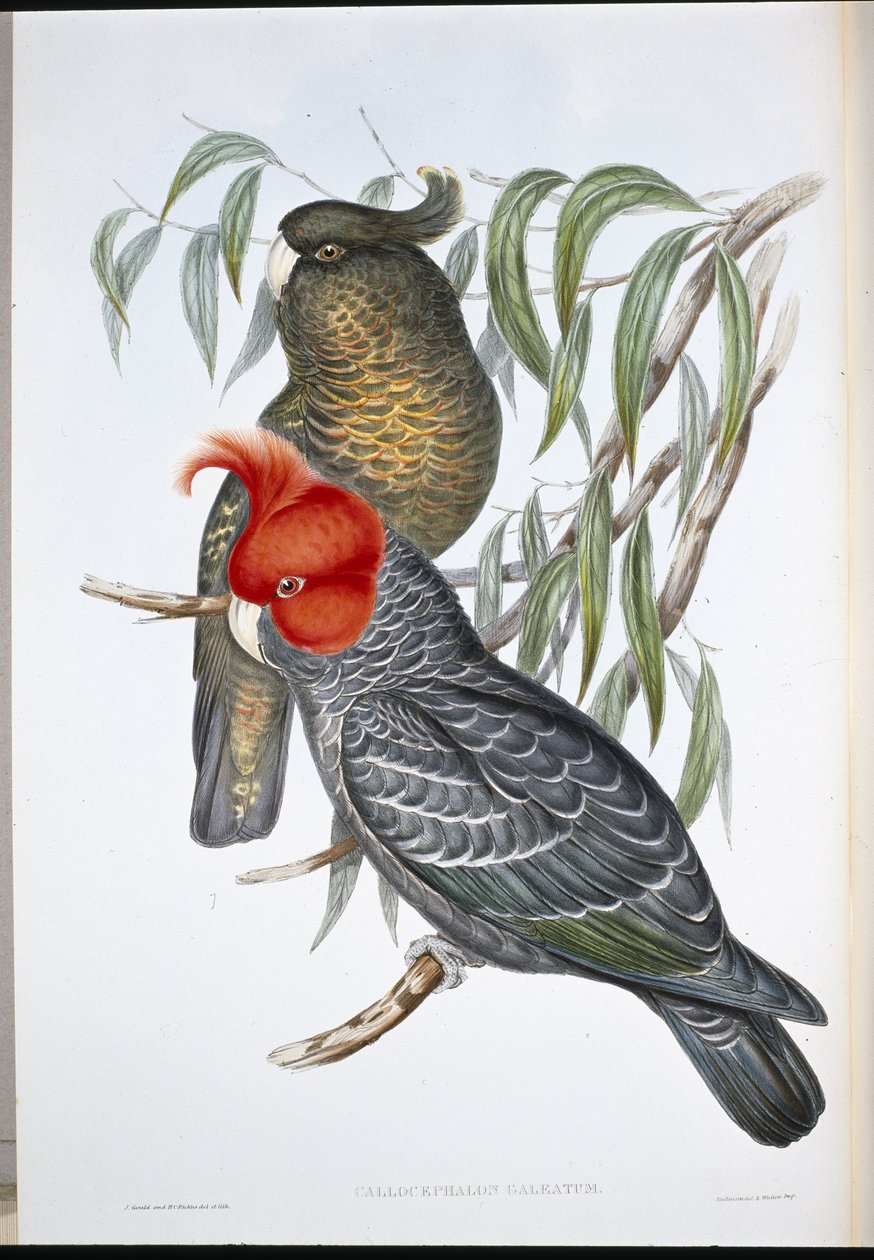 Gang-gang kakadu (Callocephalon Galeatum) (ručně barvené lito) od John (after) Gould