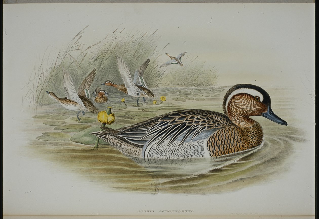 Garganey (Querquedula Circa) (ručně barvené lito) od John (after) Gould