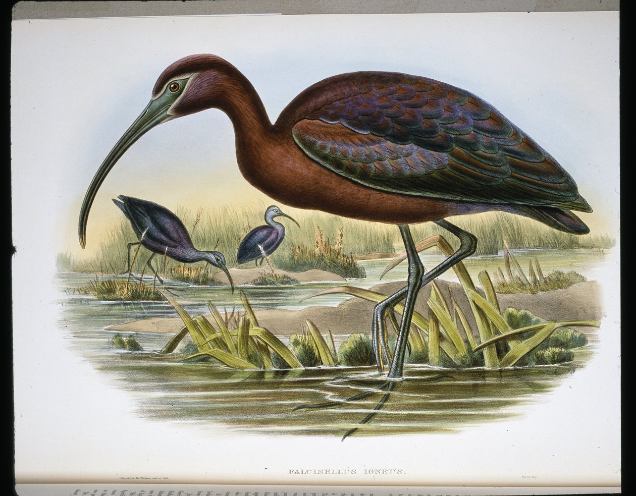 Lesklý kozorožec (Falcinellus Igneus) (barevná rytina) od John (after) Gould