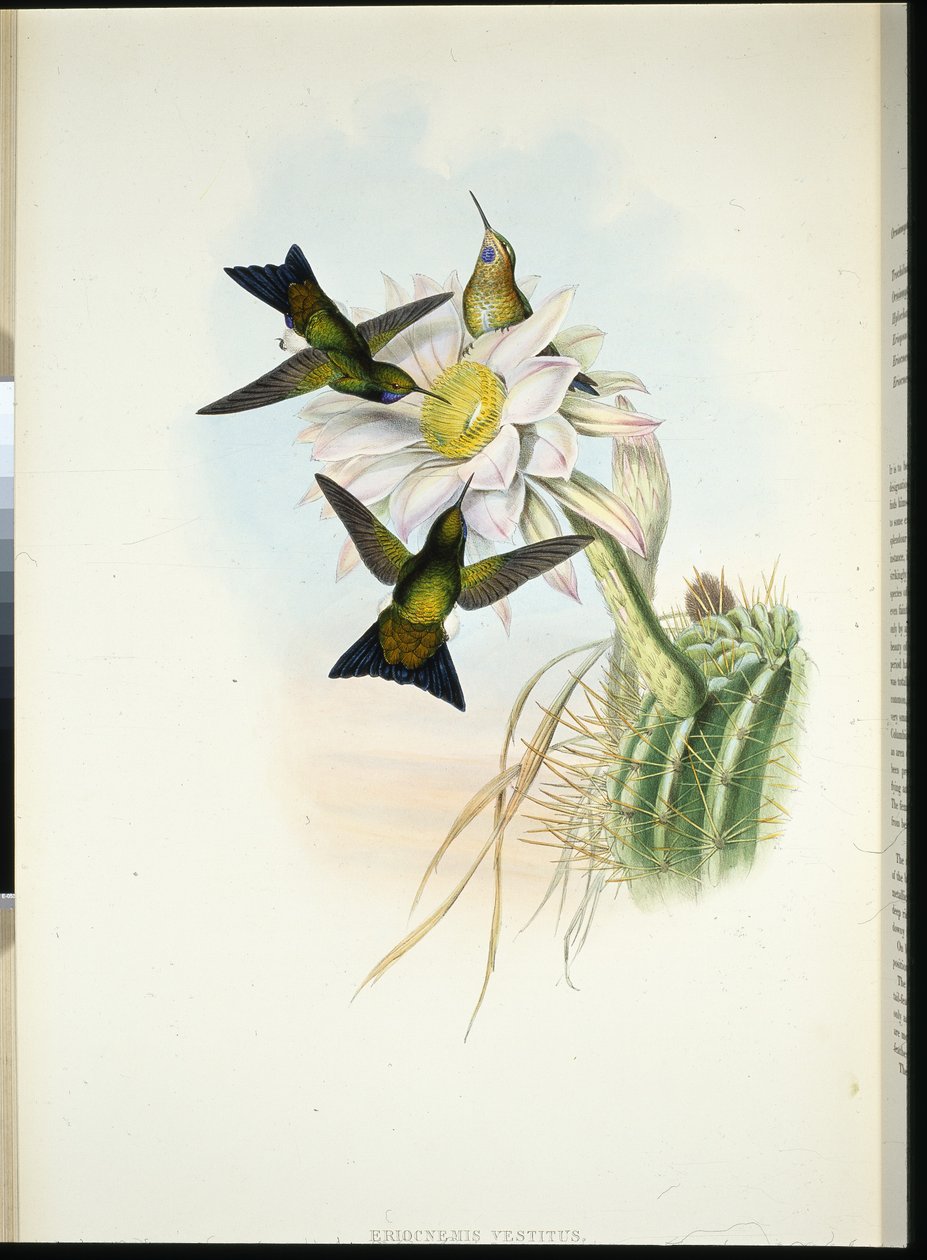 Pýchavka svítící (Eriocnemis Vestitus) (ručně kolorovaná litografie) od John (after) Gould