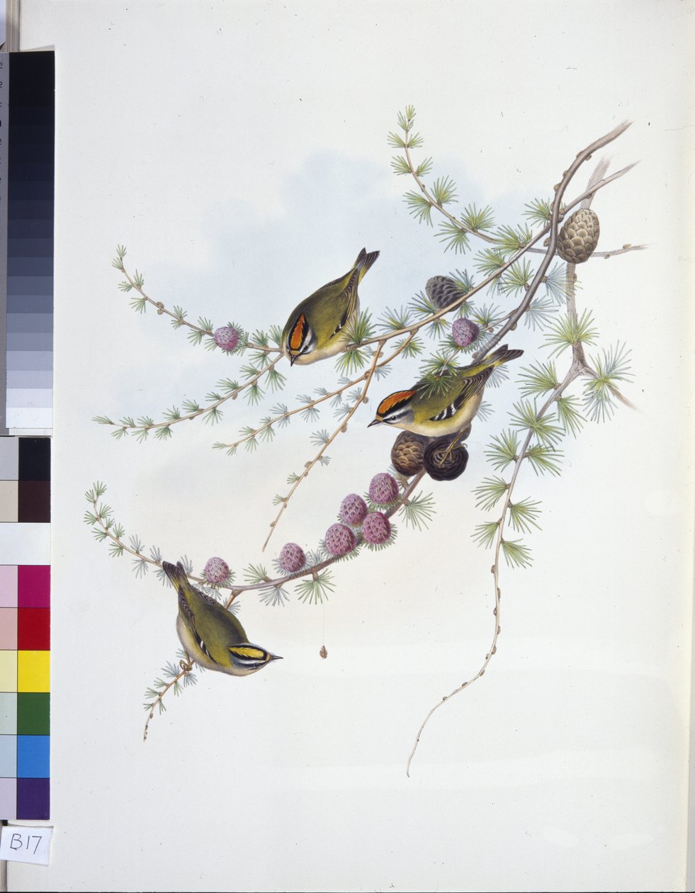 Goldcrest (Ragels Regles) (Ručně Cubed Litho) od John (after) Gould