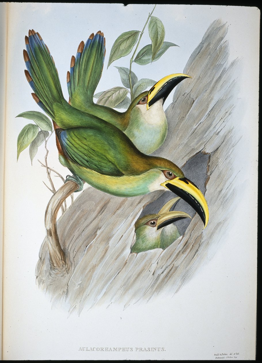 Tukan zlatozelený (Aulacoramphus Prasinus) (ručně barvený litho) od John (after) Gould