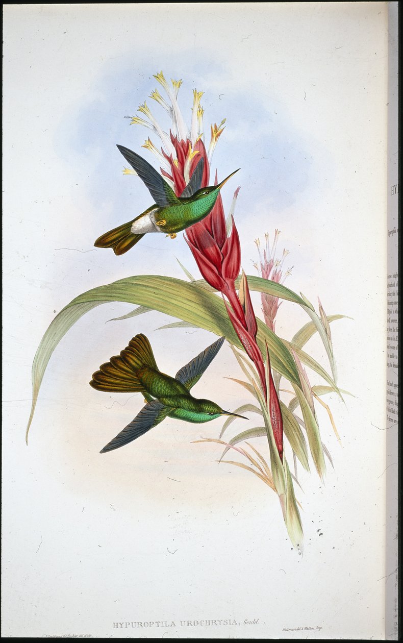 Plumeleteer zlatoocasý (Hypuroptila Urochrysia) (ručně barvený litho) od John (after) Gould