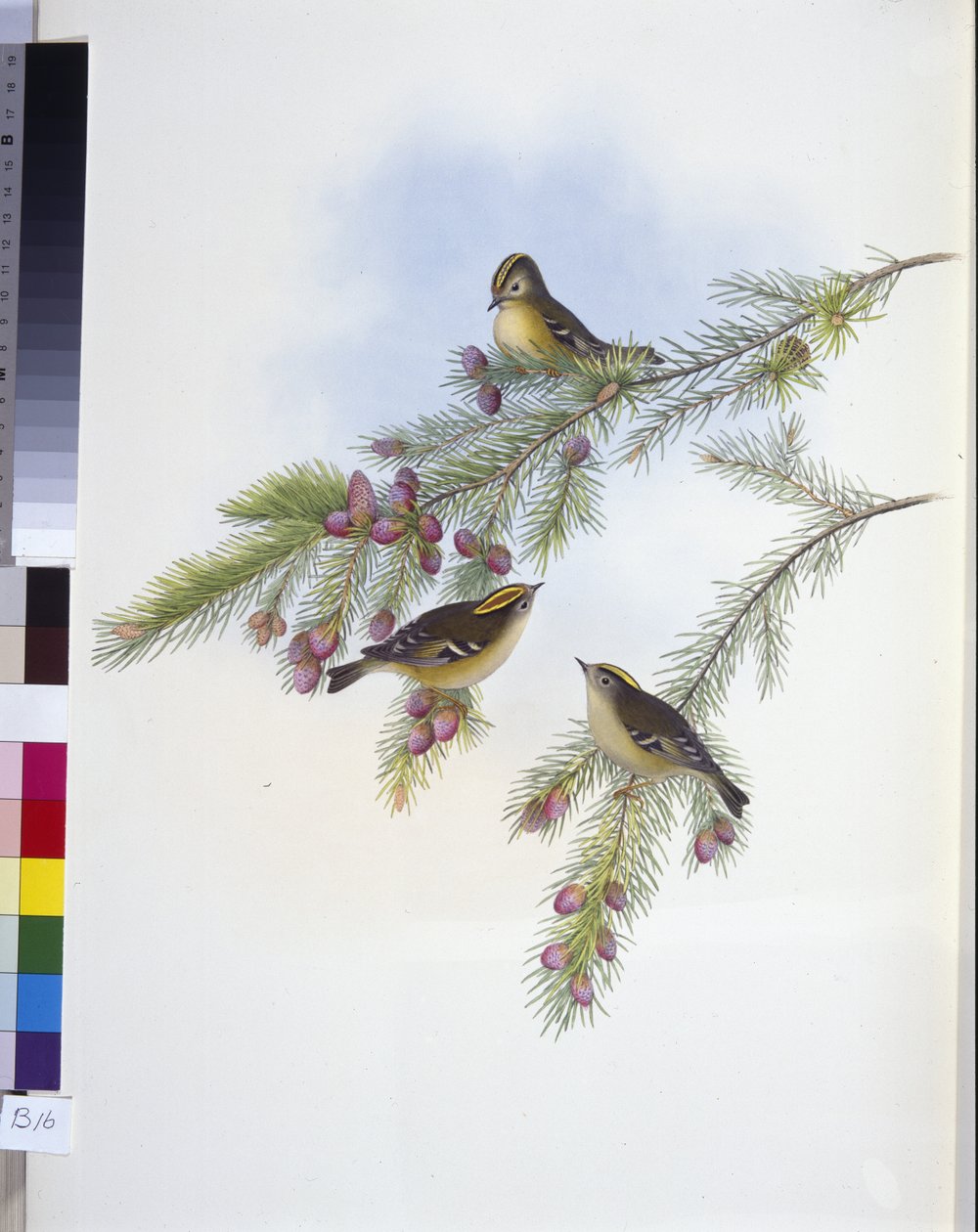Střízlík chocholatý (Regulus Cristatutus) (ručně barvené lito) od John (after) Gould