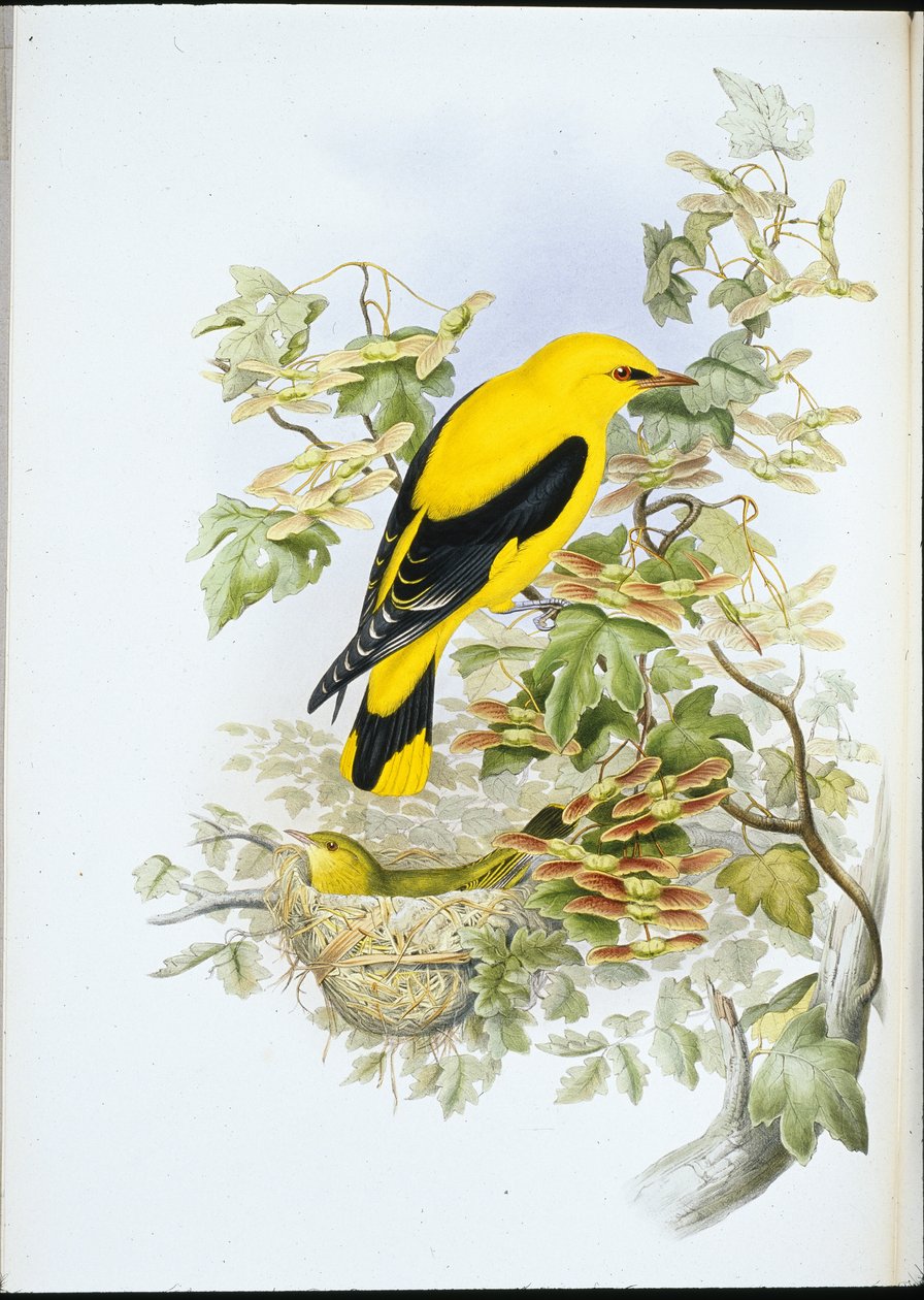Žluva zlatá (Oriolus Galbula) (ručně barvené lito) od John (after) Gould