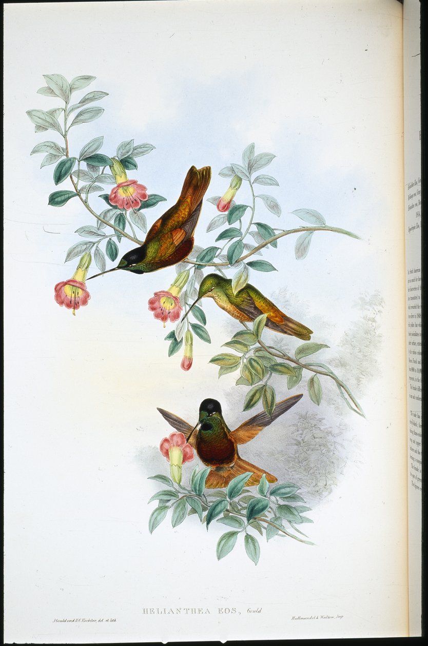 Zlatá hvězda přední (Helianthea Eos) (ručně barvené lito) od John (after) Gould