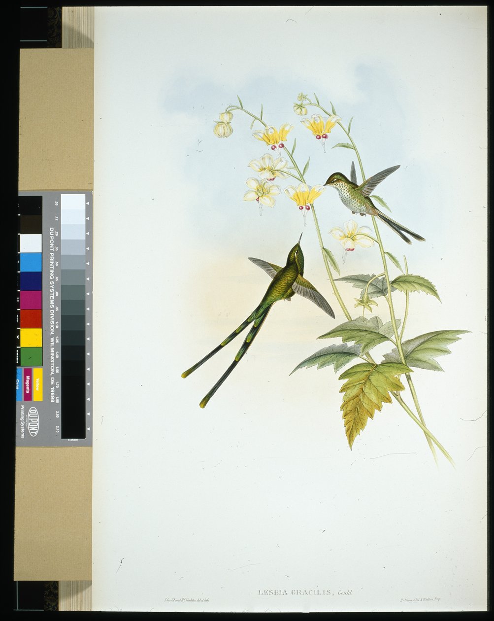 Půvabná vlakonoška (lesbia gracilis) (ručně barvená lito) od John (after) Gould