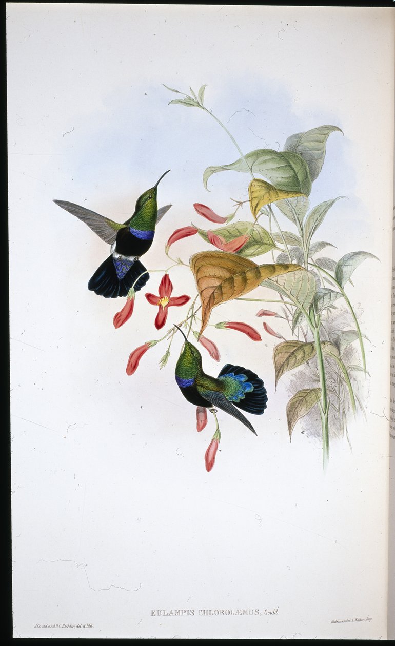 Karib trávově zelený (Eulampis Chlorolaemus) (ručně barvený litho) od John (after) Gould