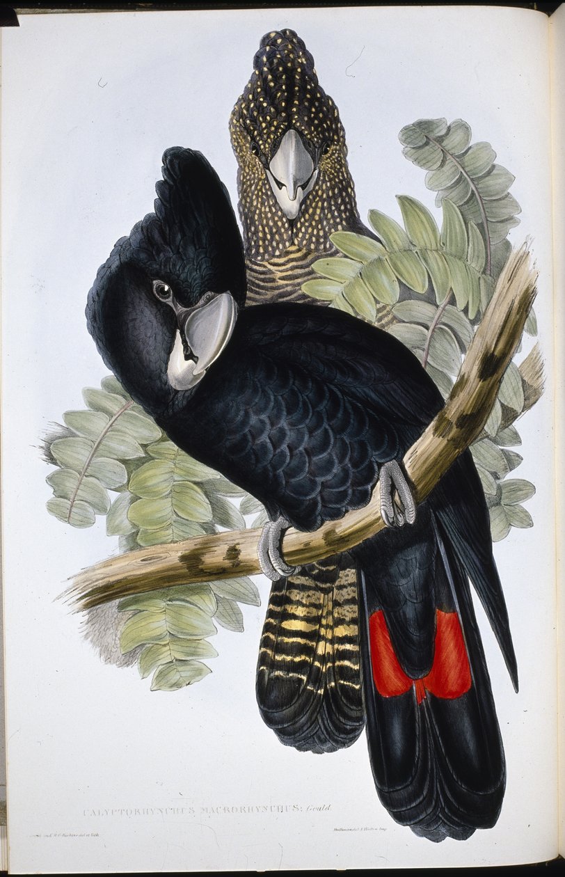 Kakadu černý (Calyptorhynchus Macrorhynchus) (ručně barvené litho) od John (after) Gould