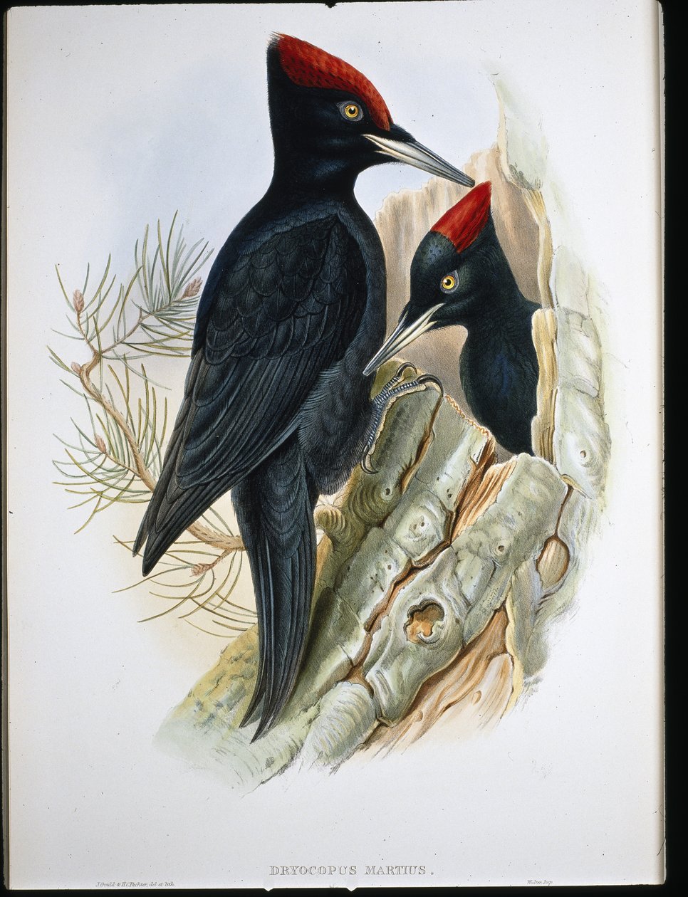 Velký černý datel (Dryocopus Martius) (ručně barvený litho) od John (after) Gould