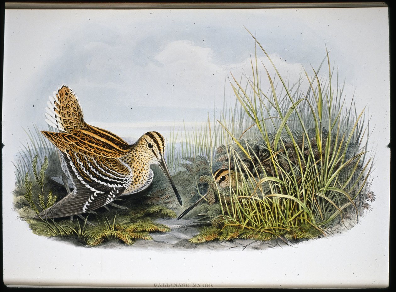 Bekasina velká (Gallinaco Major) (ručně kolorovaná litografie) od John (after) Gould