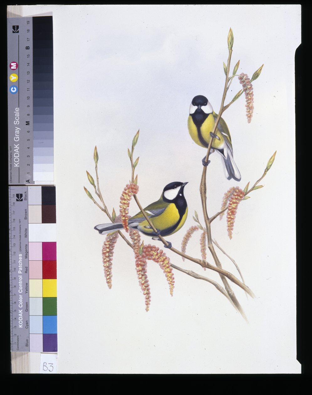 Sýkora koňadra (Parus Major) (ručně barvené lito) od John (after) Gould