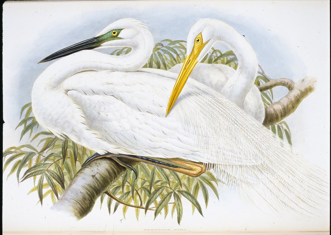 Volavka bílá (Herodias Alba) (ručně kolorovaná lito) od John (after) Gould