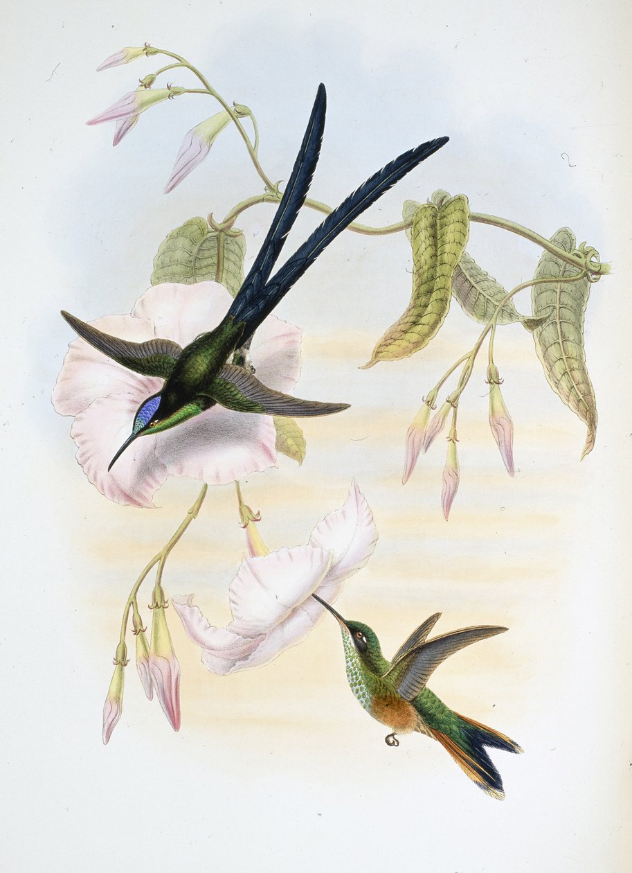 Velký vidloocasý kolibřík (Hylonymphia Macrocerca) (ručně barvený litho) od John (after) Gould