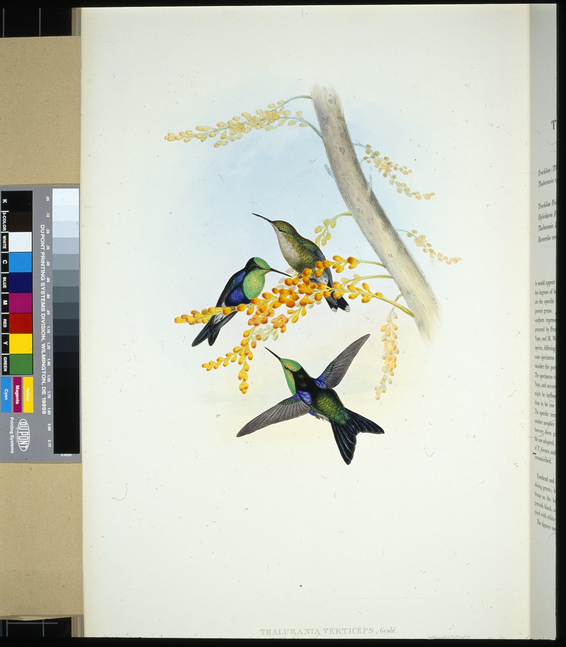 Zelenokorunovaní Panoplites (thalurania verticeps) (ručně barvené lito) od John (after) Gould