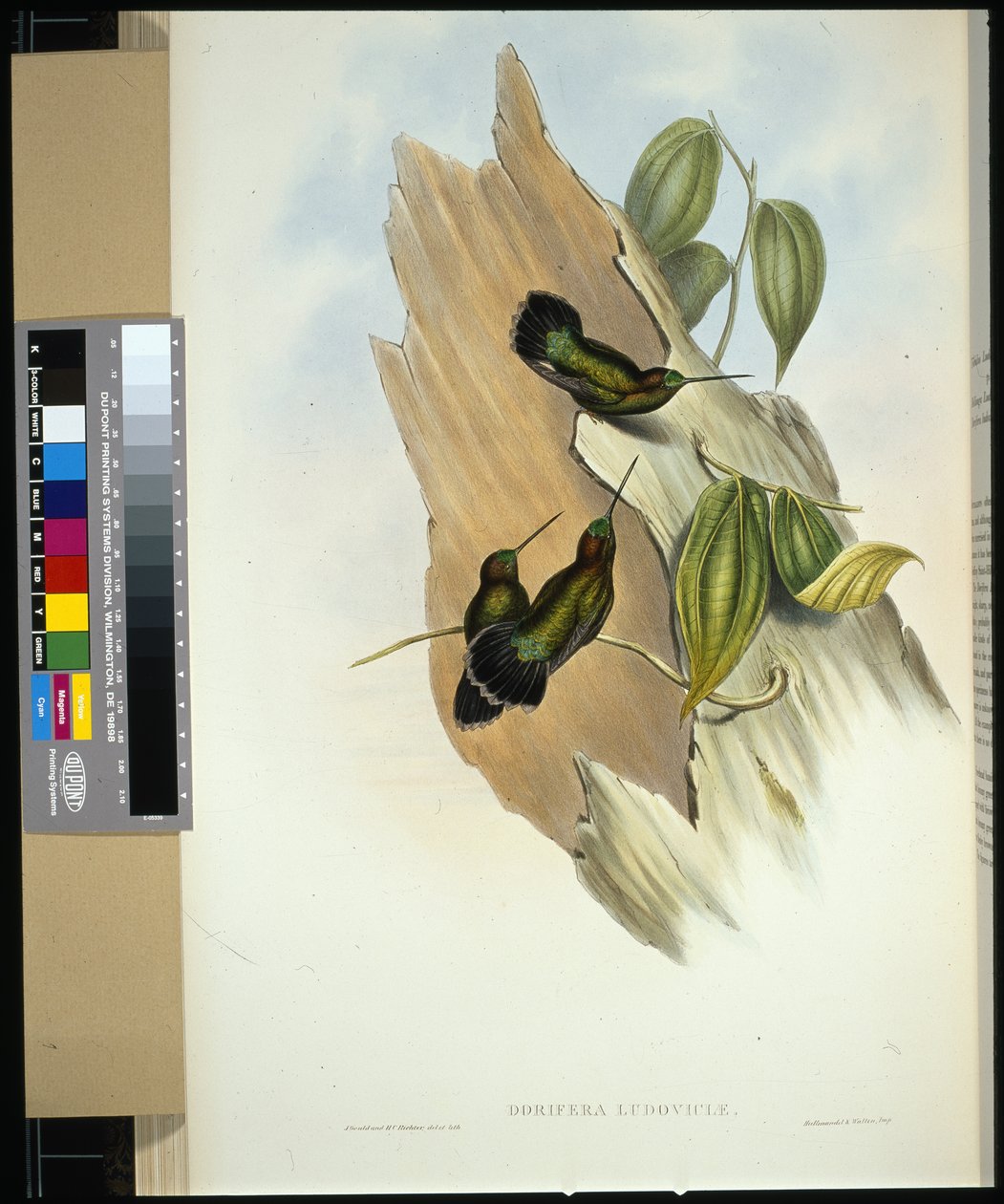 kopiník zelenočelý (dorifera ludoviciae) (ručně barvený litho) od John (after) Gould