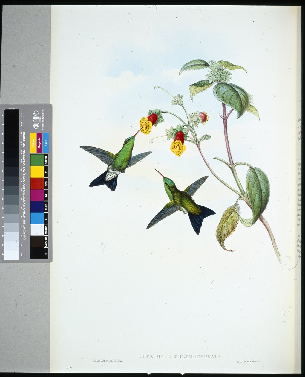 Safír zelenohlavý (eucephala chlorocephela) (ručně barvený litho) od John (after) Gould
