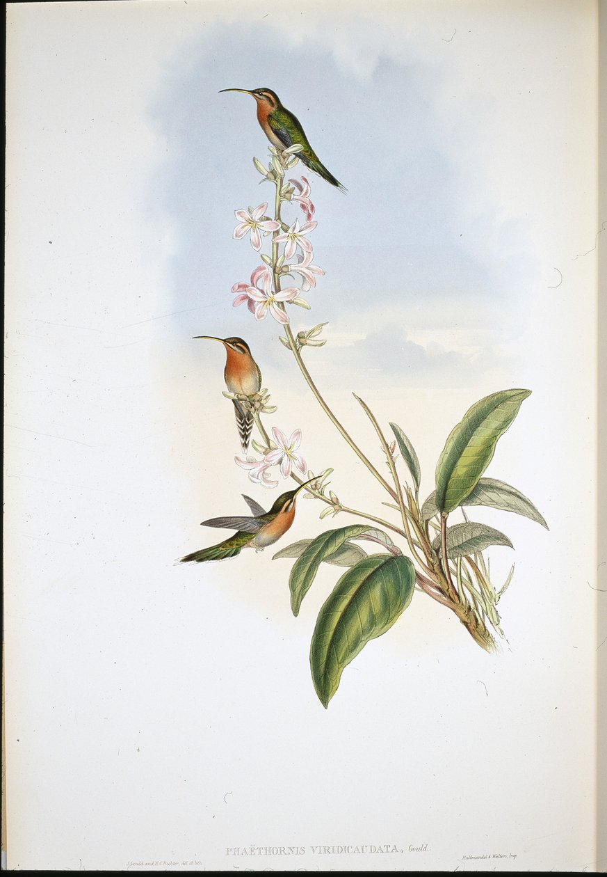 Poustevník zelenoocasý (Phaethornis Viridicaudata) (ručně barvené lito) od John (after) Gould