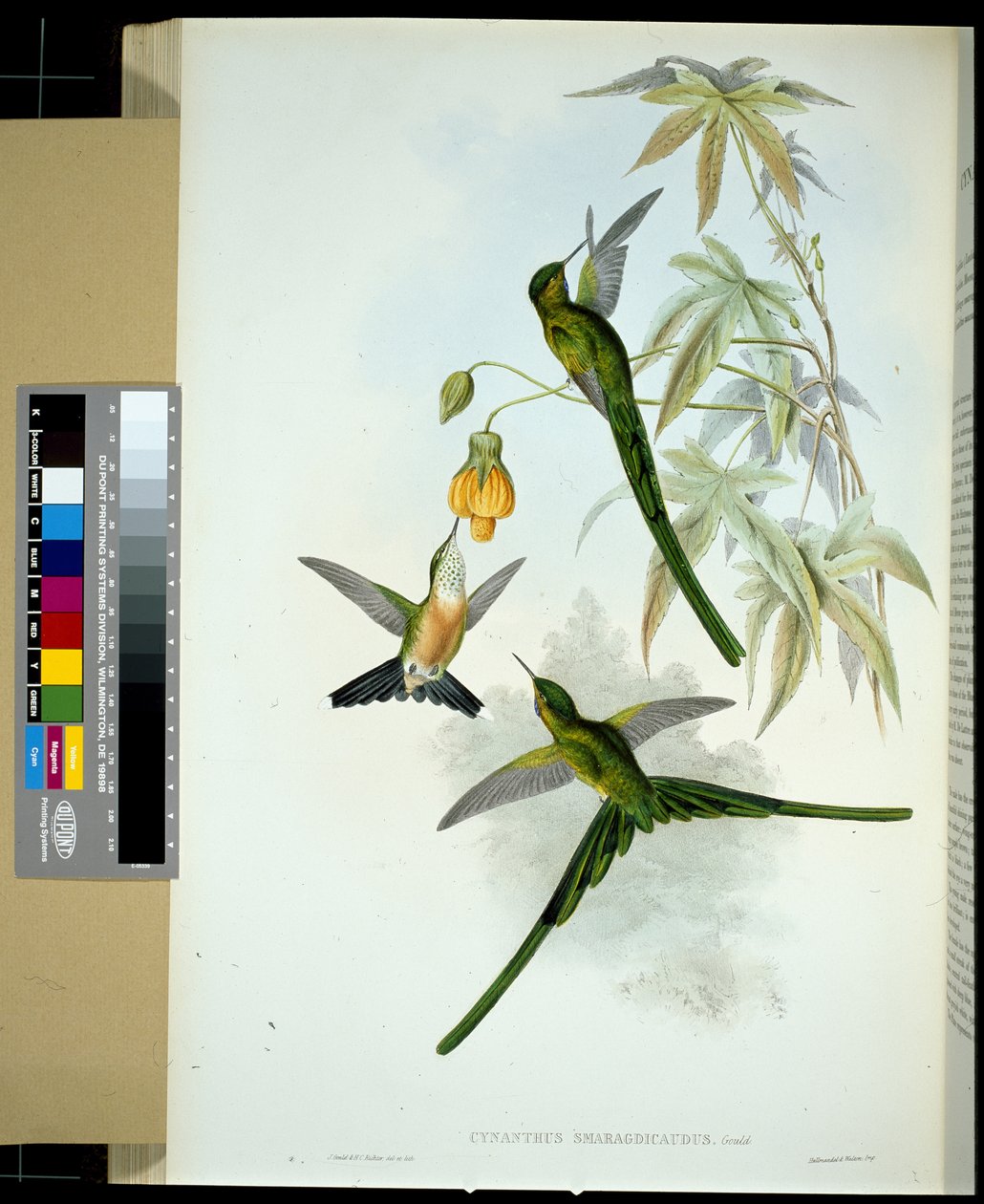 Sylfa zelenoocasá (Cynanthus smaragdicaudus) (ručně kolorovaná litografie) od John (after) Gould