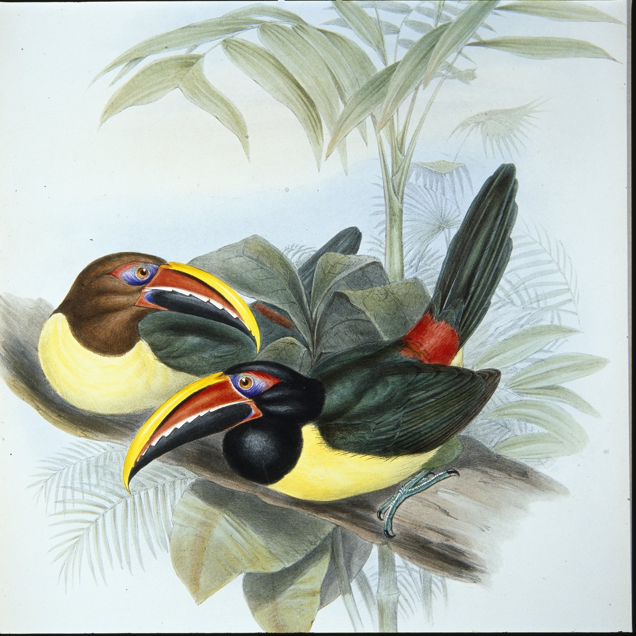Aracari zelené (Pteroglossus Viridis) (ručně barvené lito) od John (after) Gould