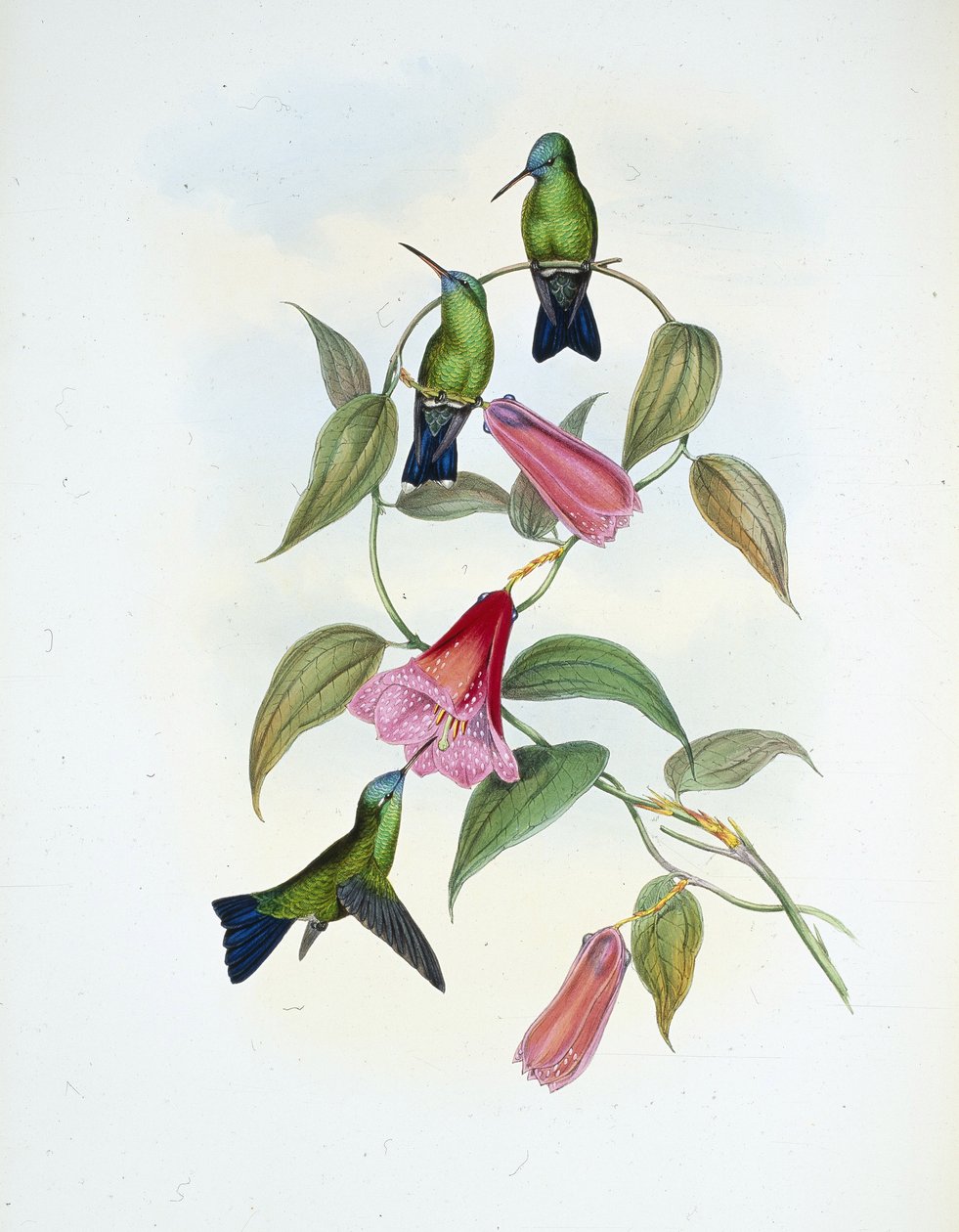 Zelený a modrý safír (eucephala smaragdocaerulea) (ručně barvené litho) od John (after) Gould