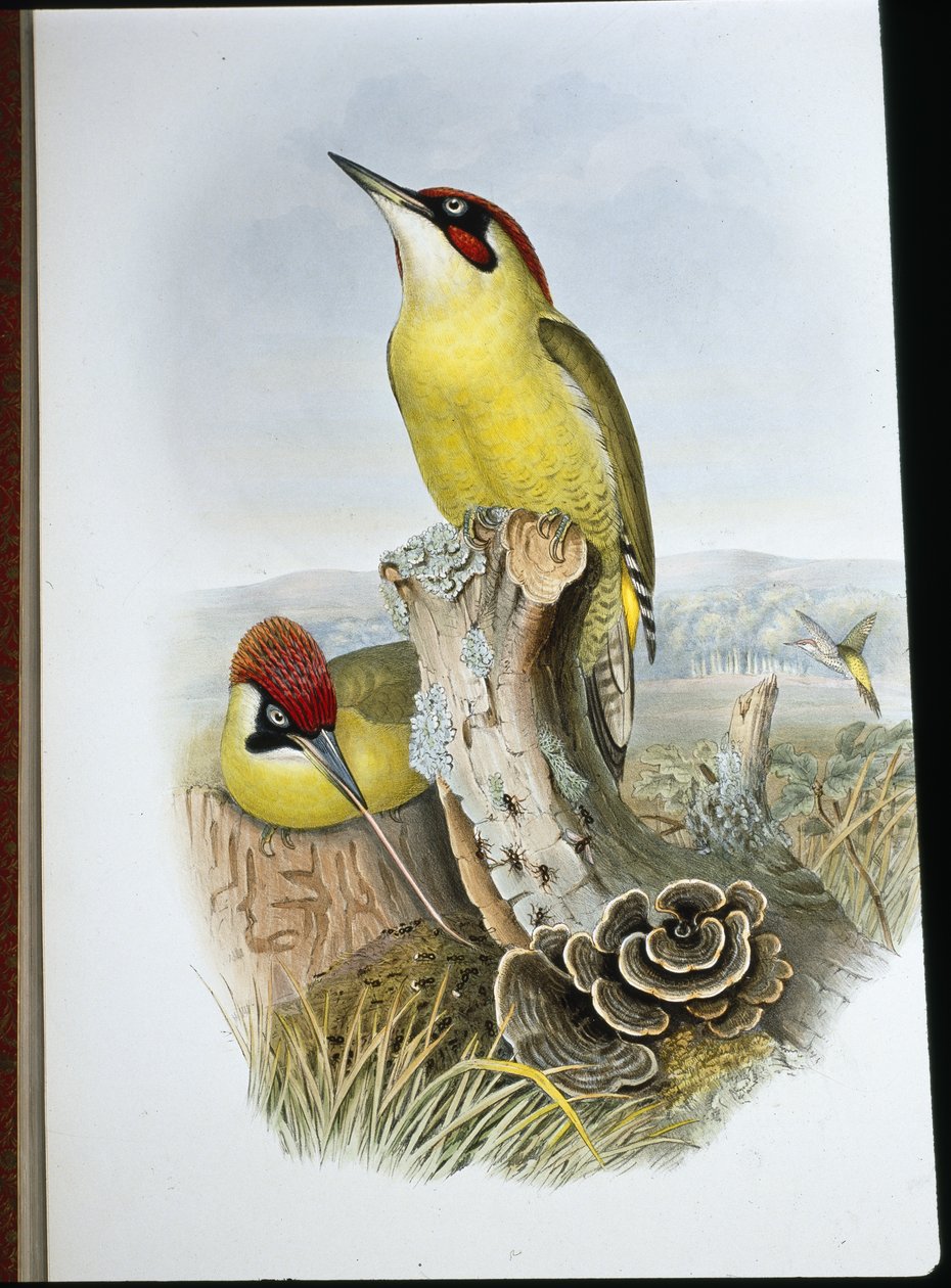 Datel zelený (Gecinus Viridis) (ručně barvené lito) od John (after) Gould