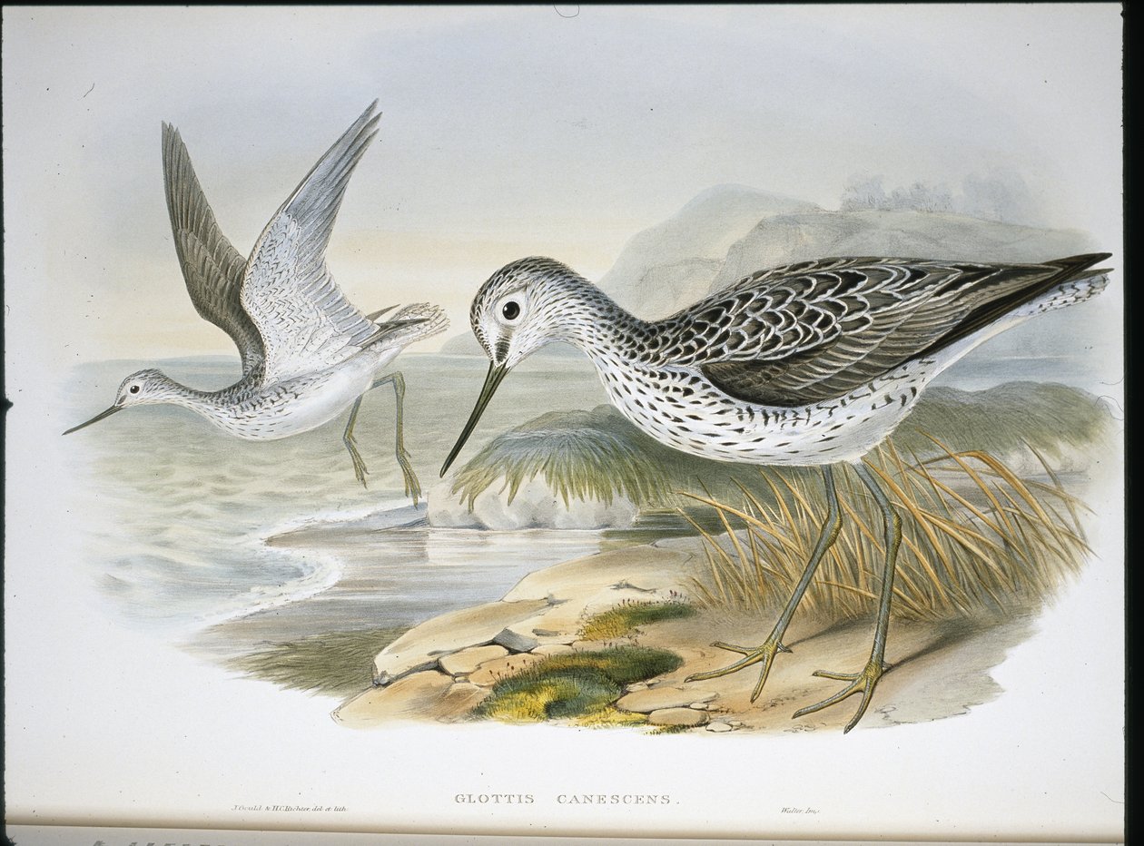 Greenshank (Glottis Canescens) (ručně barvené lito) od John (after) Gould