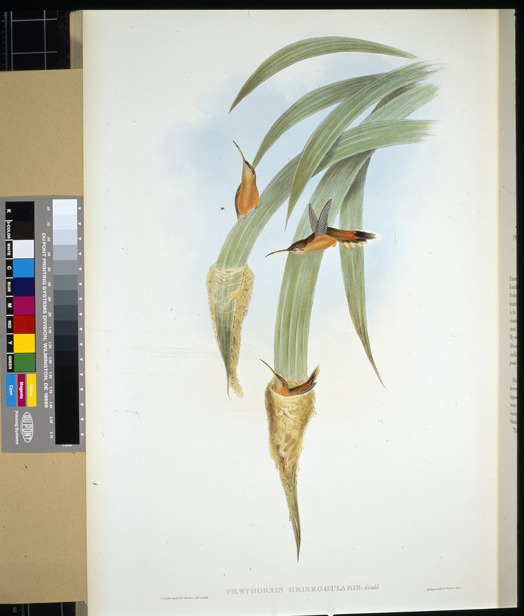 Poustevník šedohrdlý (phaethornis griseogularis) (ručně barvený litho) od John (after) Gould