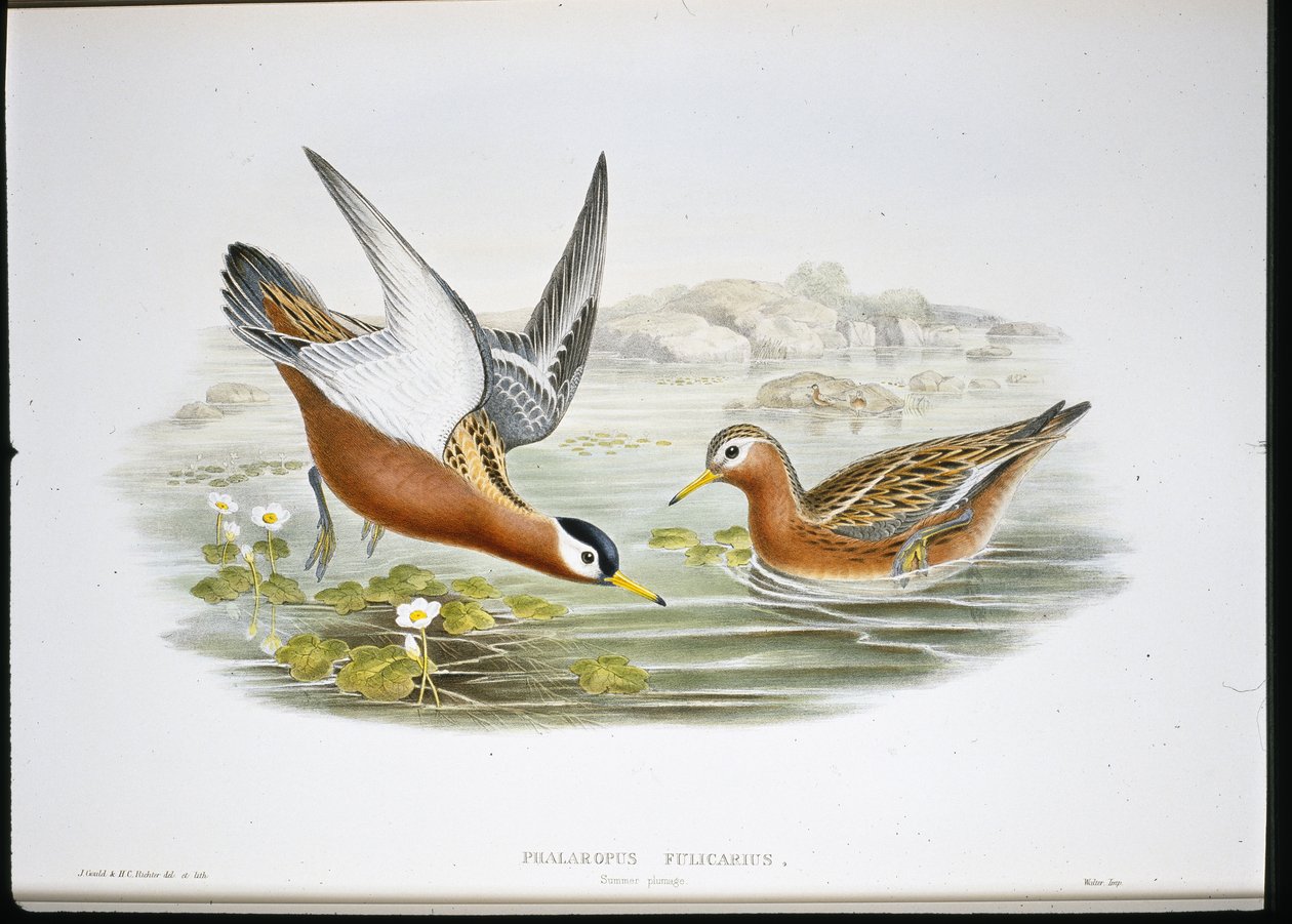 Phalaropus šedý (Phalaropus Fulicarius) (ručně barvené lito) od John (after) Gould