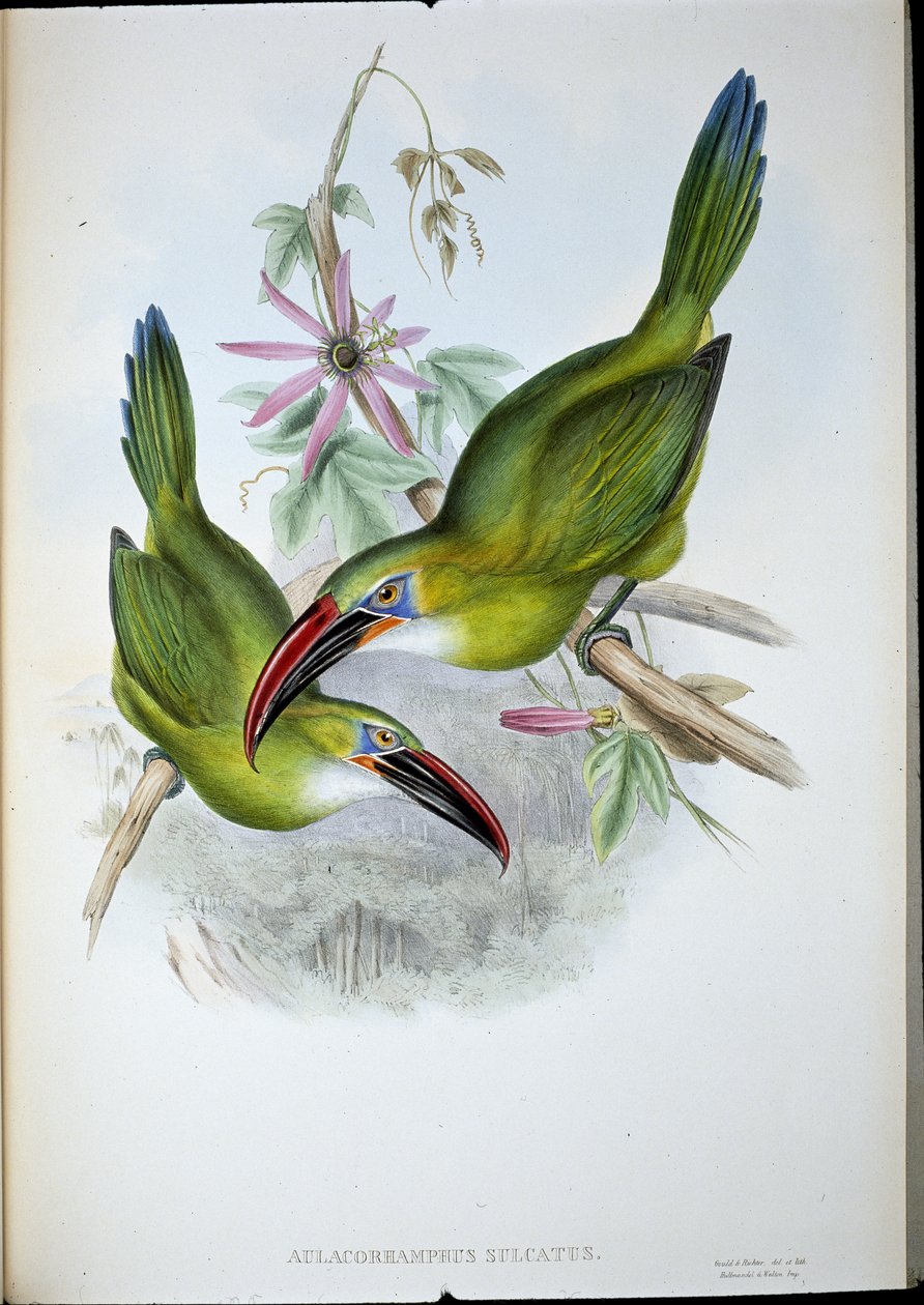 Tukan Groove-Bill (Aulacorhamphus Sulcatus) (ručně barvené lito) od John (after) Gould